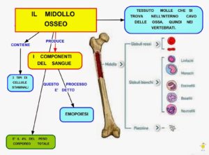 midollo-osseo1